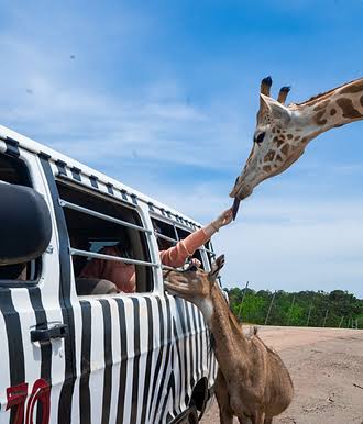 Du SAFARI